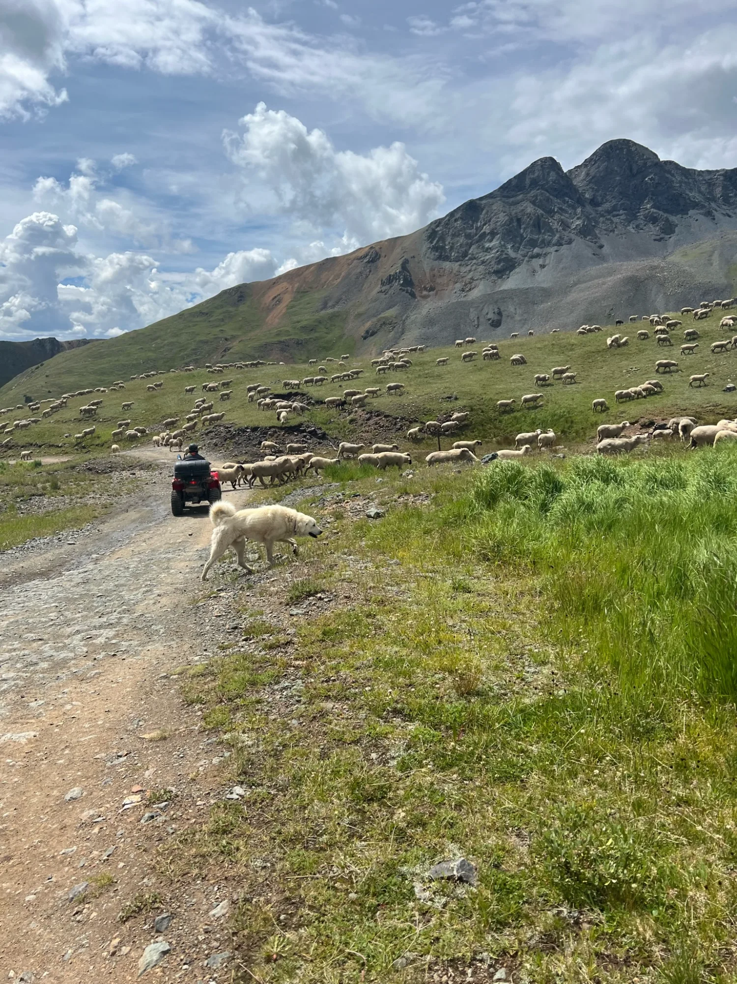A high-alpine sheep herd crossing the trail on a remote Colorado retreat